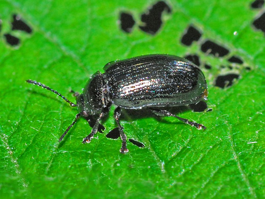 Chrysomelidae: Gonioctena quinquepunctata (f.ma obscurus)